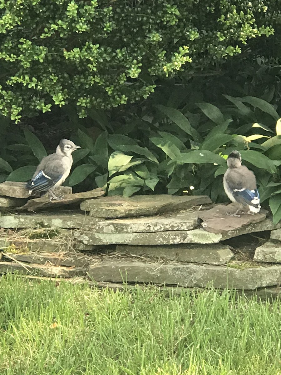 Northern Blue Jay (Fledglings)