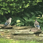 Northern Blue Jay (Fledglings)