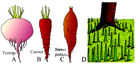 The Root