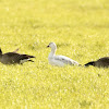 Snow Goose (juvenile)