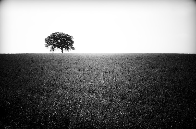 SOLITARIO di Fabrizio Di Giovanni