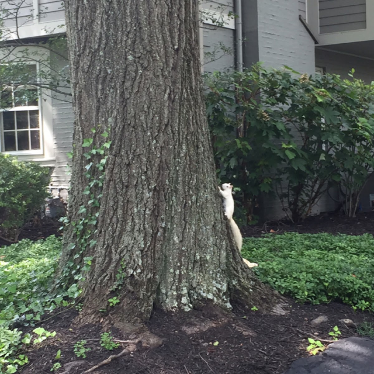 Eastern Gray Squirrel