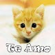 Download Gatitos con Frases de Amor For PC Windows and Mac 1.0