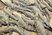 Crocodiles in Limpopo.