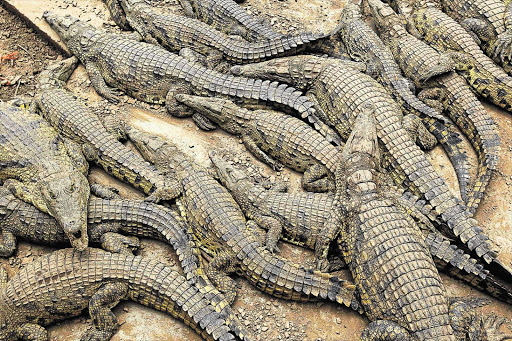 Crocodiles in Limpopo.