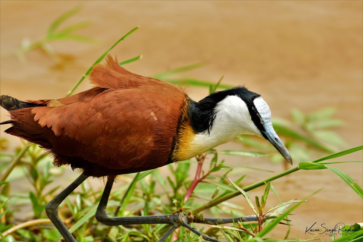 Jacanas  -  African Jacana