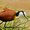 Jacanas  -  African Jacana