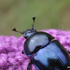 Dung beetle