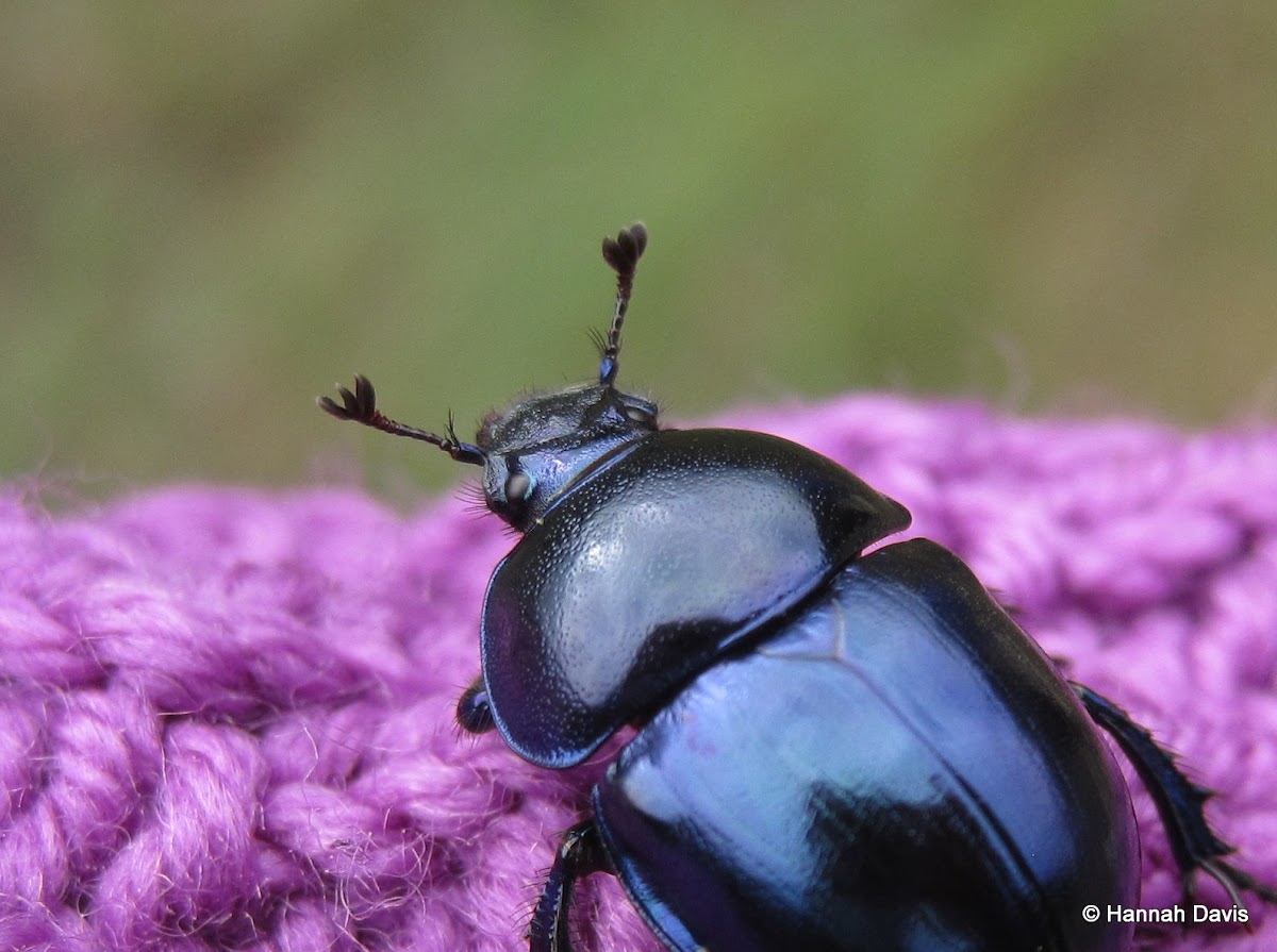 Dung beetle