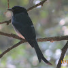 White-bellied Drongo