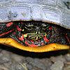 Eastern Painted Turtle