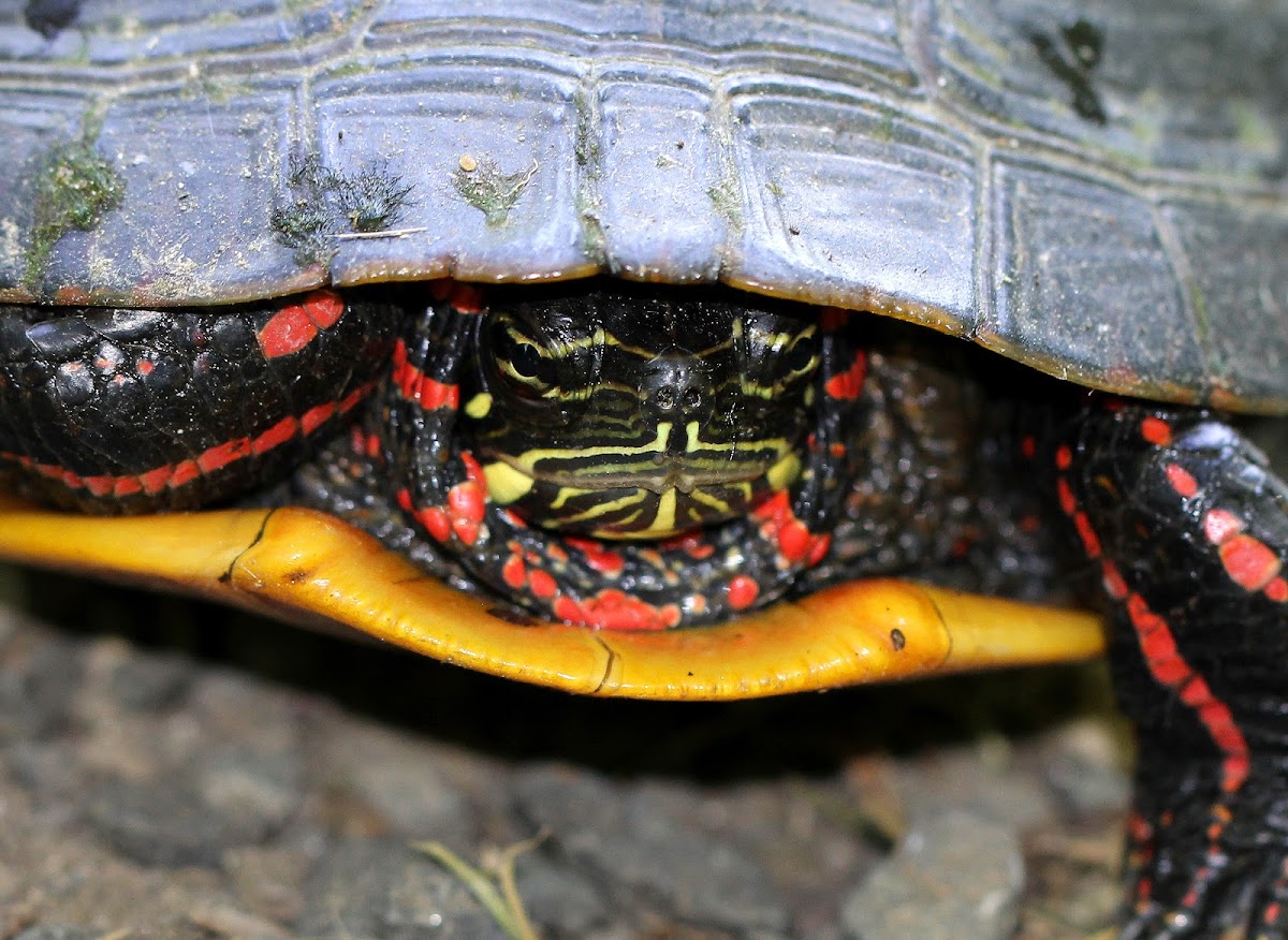 Eastern Painted Turtle