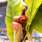 Dwarf Banana