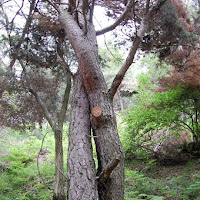 Alberi innamorati di 