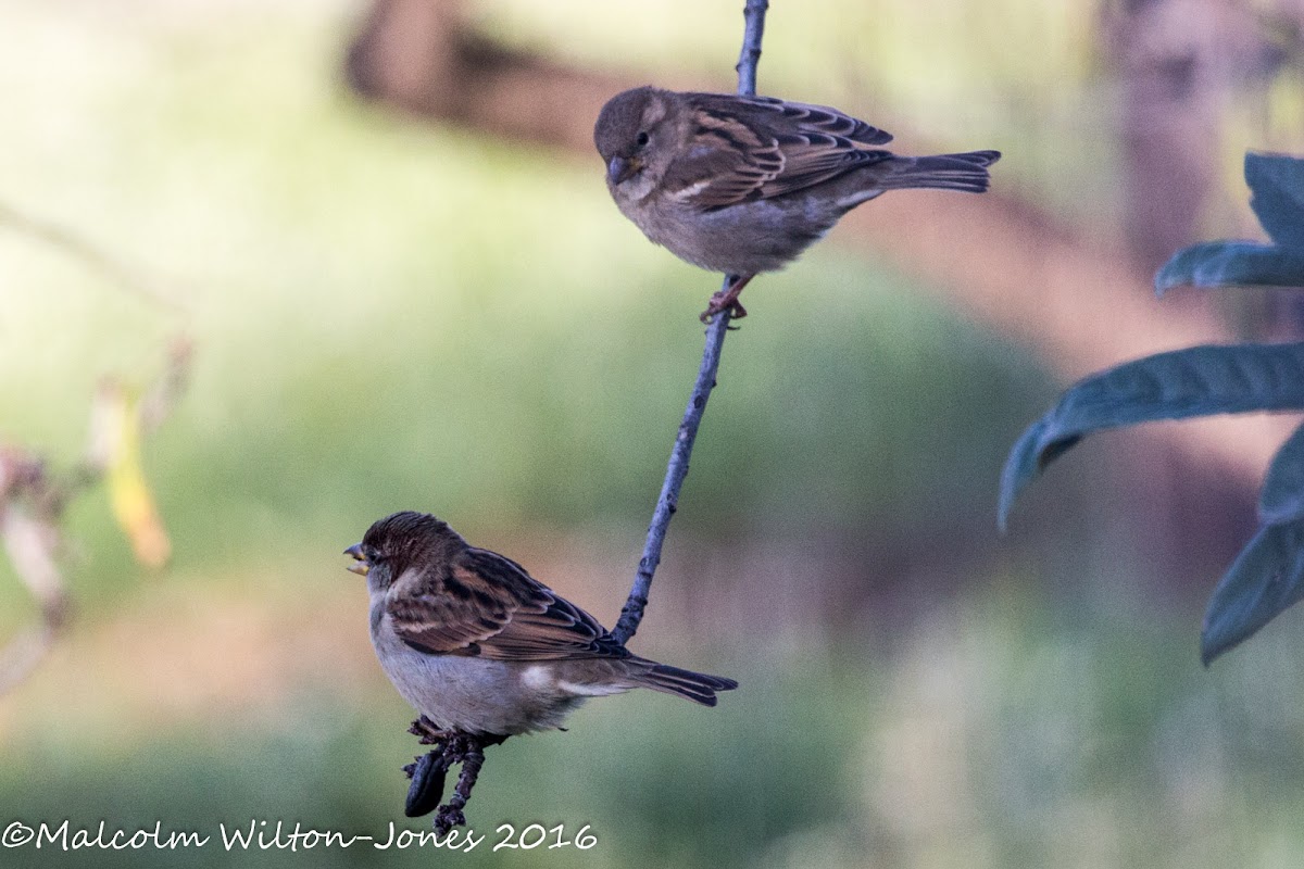 House Sparrow; Gorrión Común