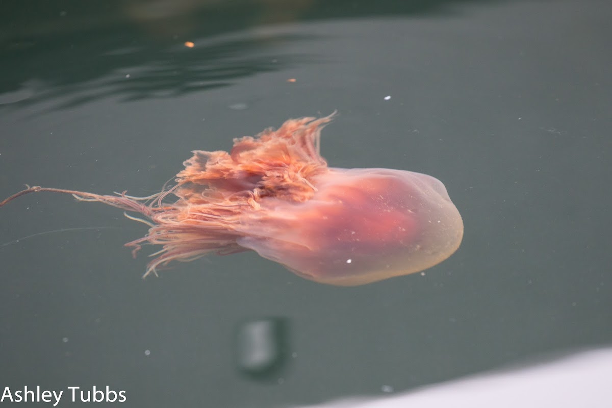 Lion's Mane Jellyfish