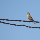 Rock Sparrow