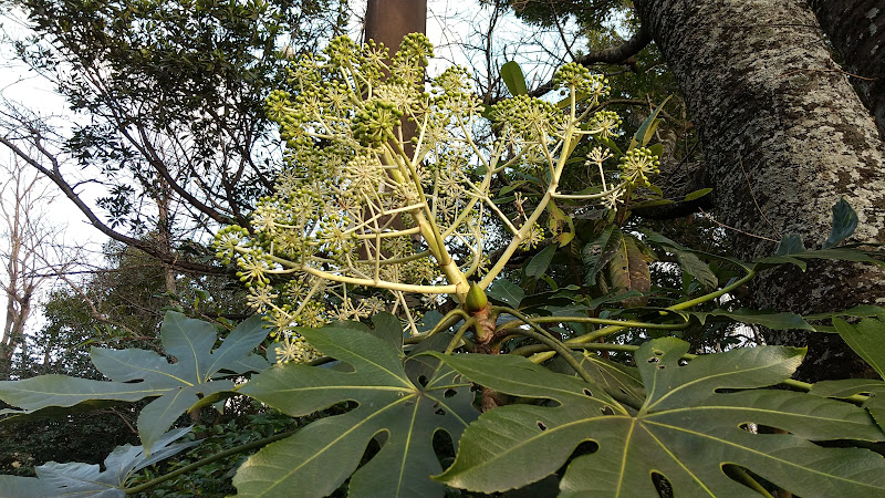 夕方散歩