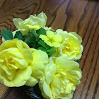 Yellow Rose