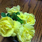 Yellow Rose