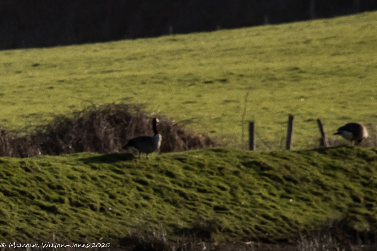 Canada Goose