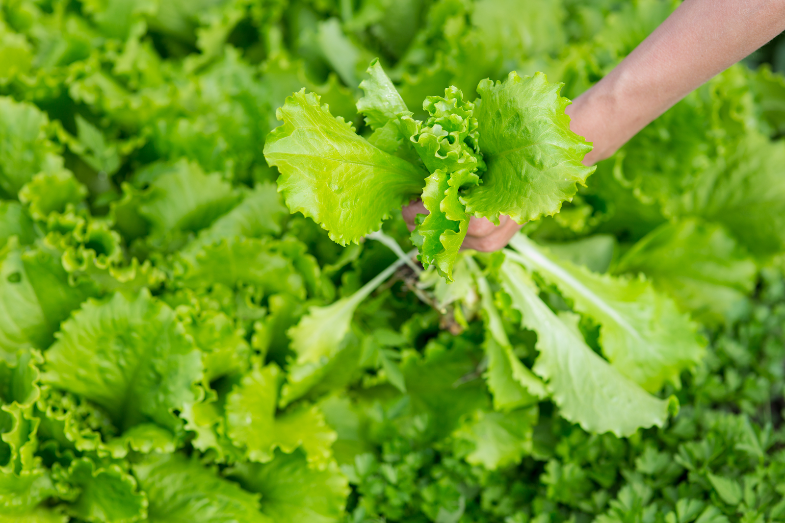 how to grow lettuce: harvesting lettuce