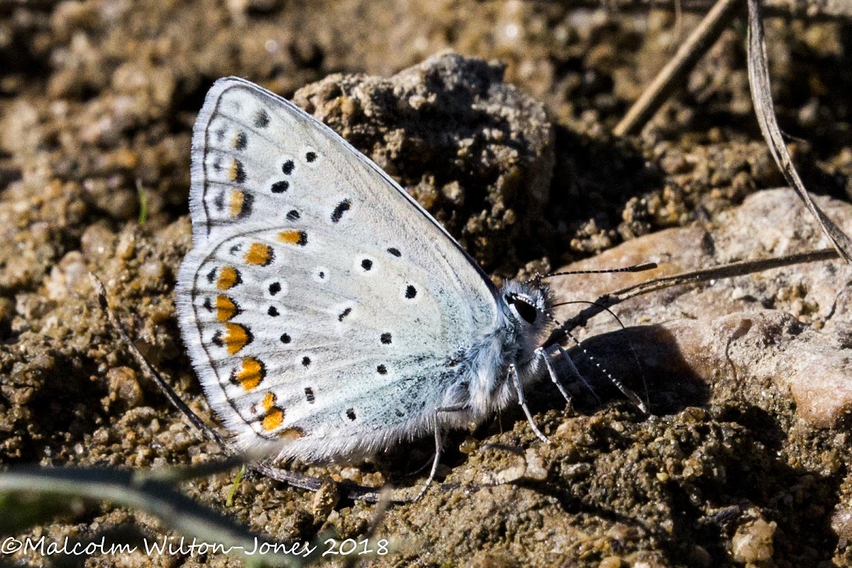 Common Blue