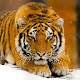 Tiger New Tab HD Animal Top Wallpapers Theme