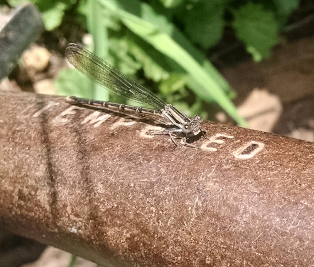 Familiar Bluet Damselfly