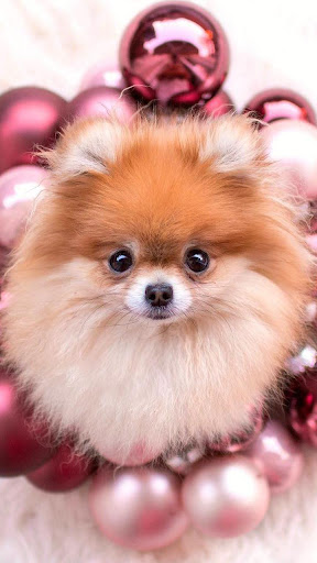 Pomeranian Wallpapers