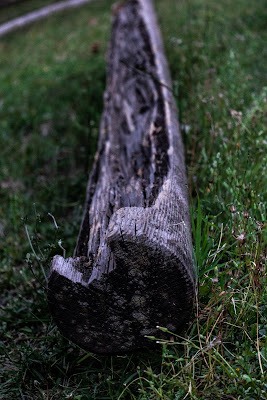 Tronco d'albero  di DanielaL