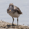 Common Sandpiper