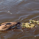 Canada goose