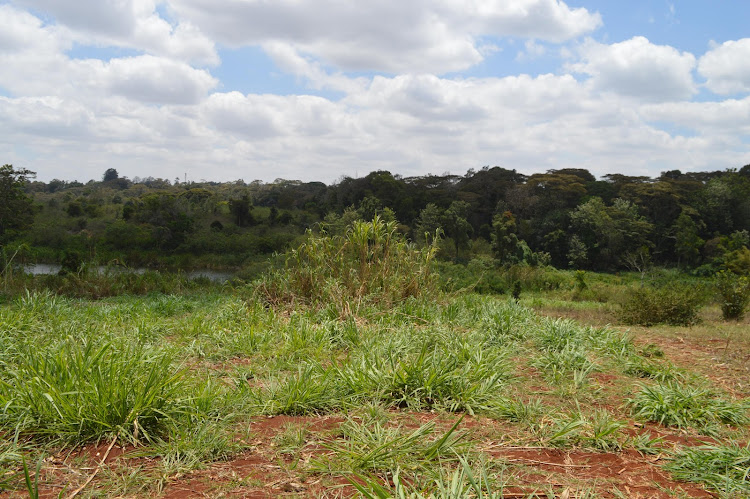 Part of the undeveloped 133.9 hectares of Kiambu forest