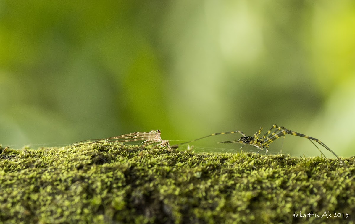 Two tailed spider