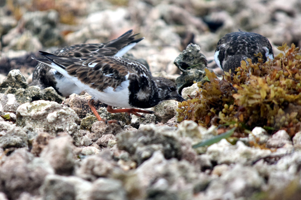 Ruddy Turnstones