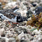 Ruddy Turnstones