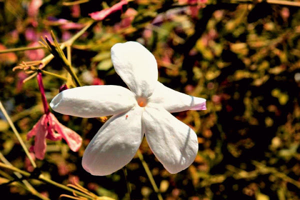 Jasminum multiflorum di mc.indaimo