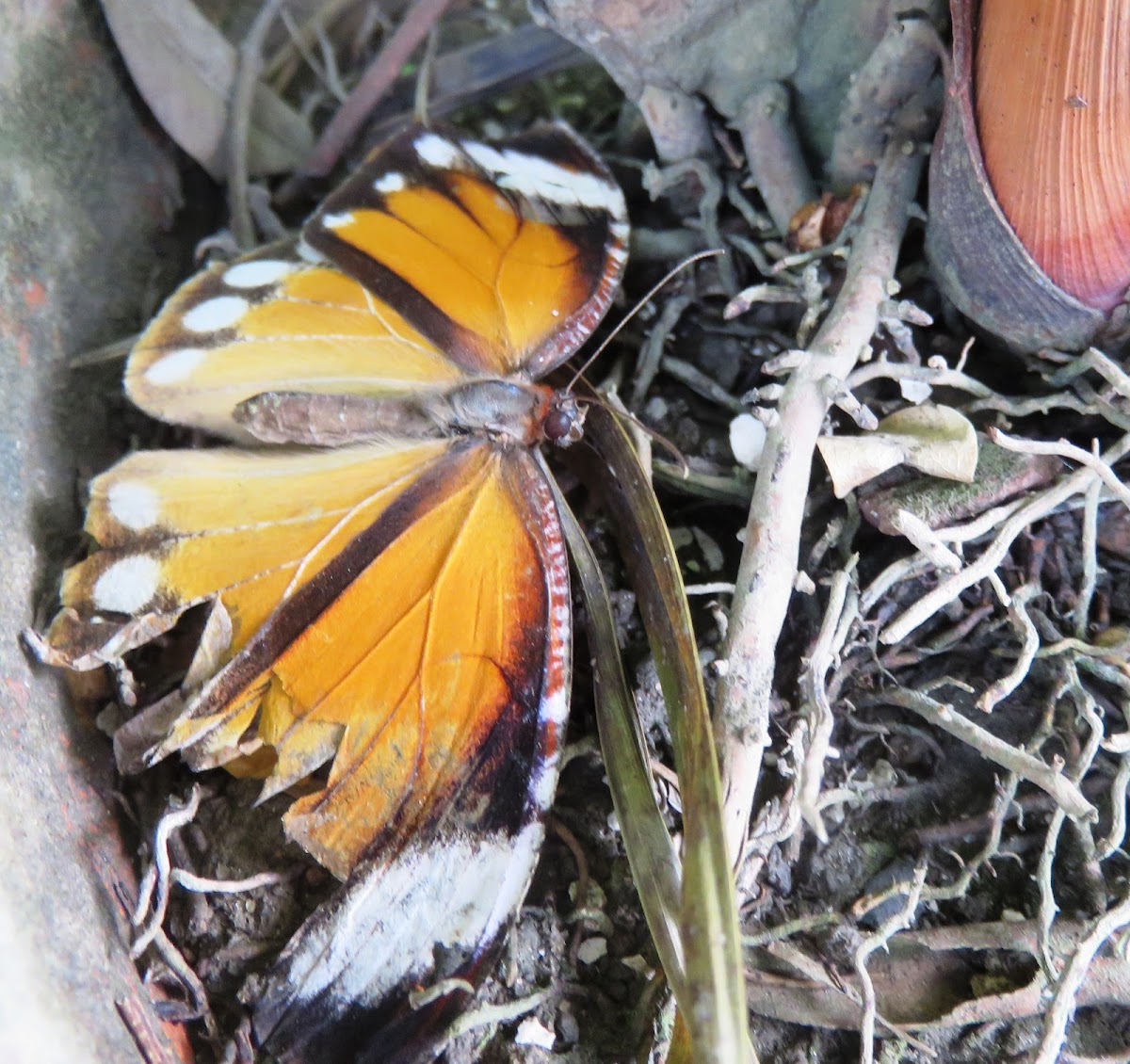 Palmfly Butterfly