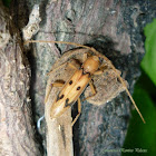 Hot Desert Longhorn