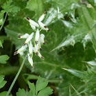 Fumitory