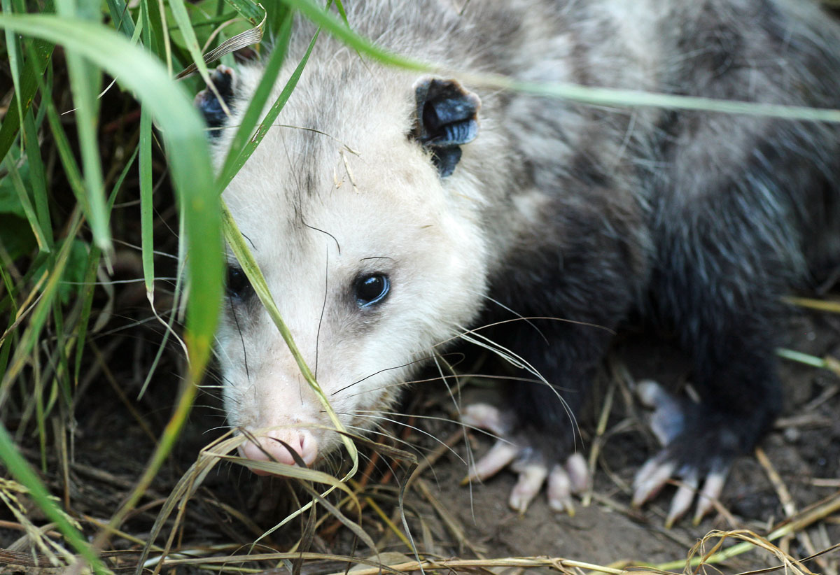 Virginia Opossum