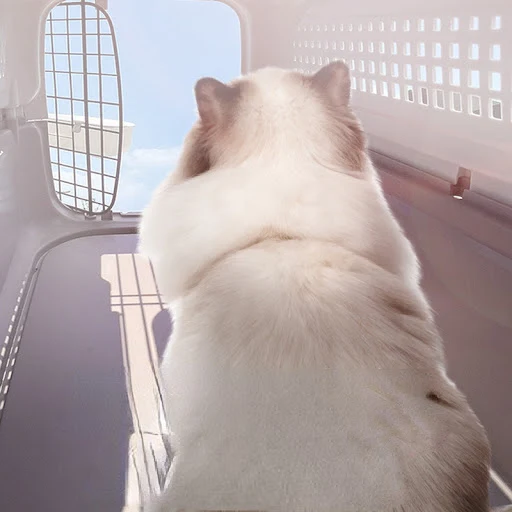 Pet Air Transport Box for Dog Cat Hard Surface Car Travel Pet Carrier Item Suitable for Small Dogs and Cats