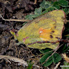 Dark Clouded Yellow