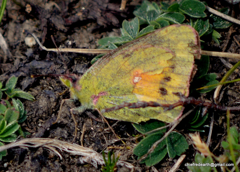 Dark Clouded Yellow