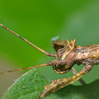 Stick Insect, Phasmid -Nymph