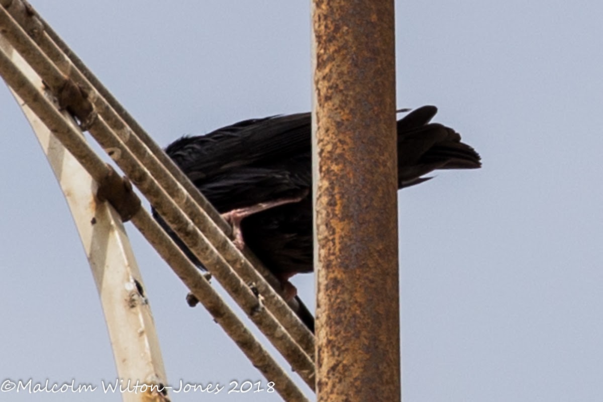 Spotless Starling; Estornino Negro