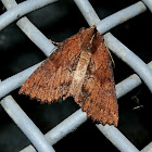 Serrated Crest-moth