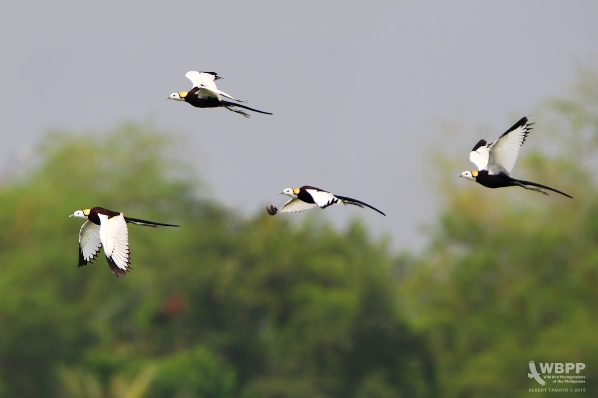 Pheasant-tailed jacana