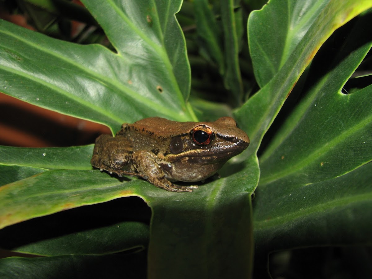 Sapgreen Stream Frog